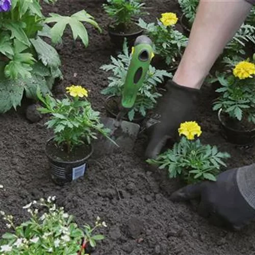 Studentenblume - Einpflanzen im Garten