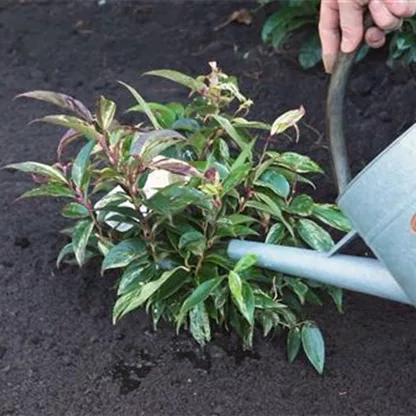 Traubenmyrte - Einpflanzen im Garten