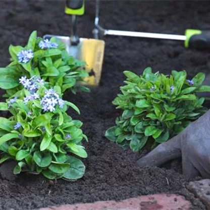 Vergissmeinnicht - Einpflanzen im Garten