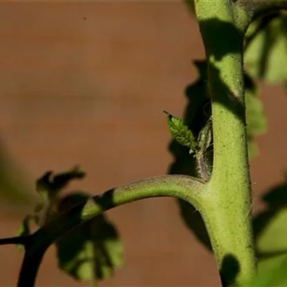 Wie geht das? - Tomaten ausgeizen