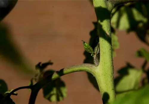 Wie geht das? - Tomaten ausgeizen