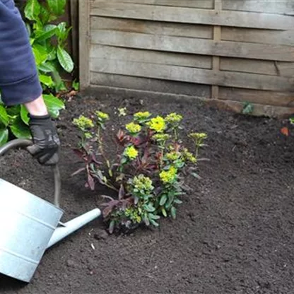 Wolfsmilch - Einpflanzen im Garten