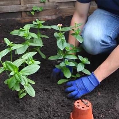 Zinnien - Einpflanzen im Garten