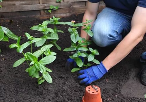 Zinnien - Einpflanzen im Garten