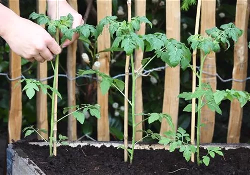 Cherrytomaten - Einpflanzen im Hochbeet