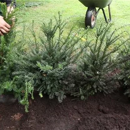 Eibe Taxus - Hecke pflanzen