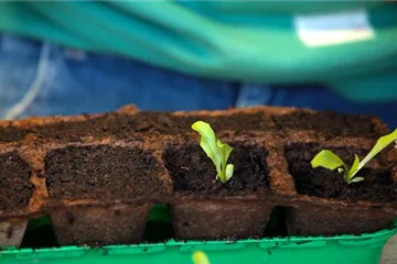 2. Eisbergsalat - Pikieren (Pflanzen vereinzeln) 2. Eisbergsalat - Pikieren (Pflanzen vereinzeln)