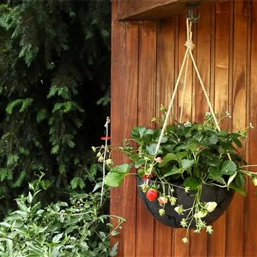 Erdbeeren - Ampel Bepflanzen