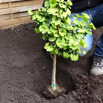 Fächerblattbaum - Einpflanzen im Garten