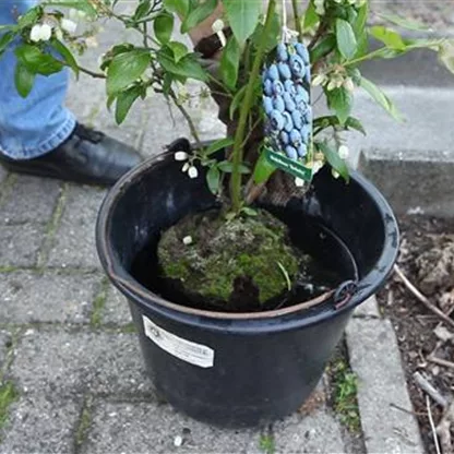 Heidelbeeren - Einpflanzen im Garten