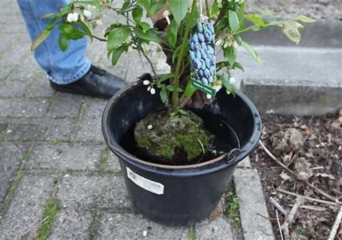 Heidelbeeren - Einpflanzen im Garten