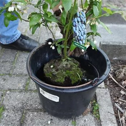 Heidelbeeren - Einpflanzen im Garten