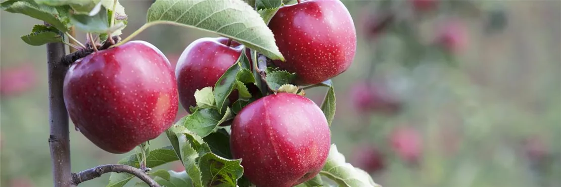 Obstbäume und -sträucher auf Olerum.de kaufen