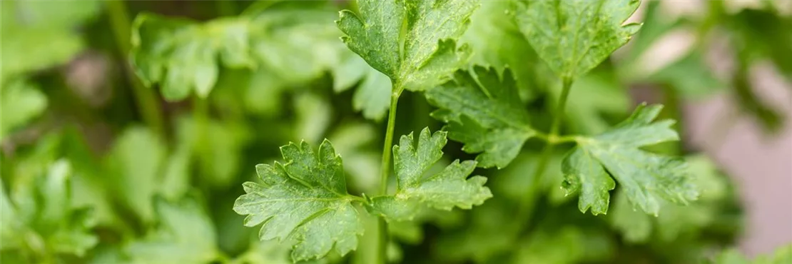 Frische Kräuter dürfen zu Obst und Gemüse nicht fehlen