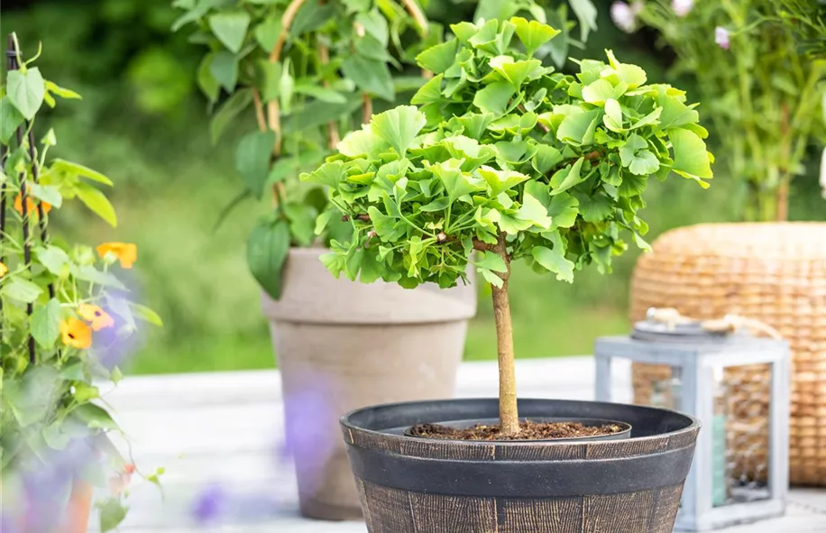 Winterharte Kübelpflanzen (Ginkgo) bei Olerum online kaufen