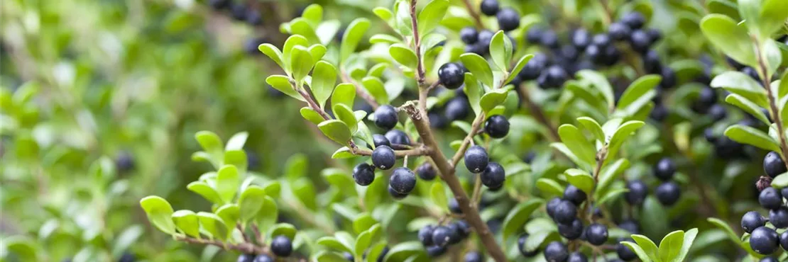 Ilex sorgt als winterharte Kübelpflanze für Farbe