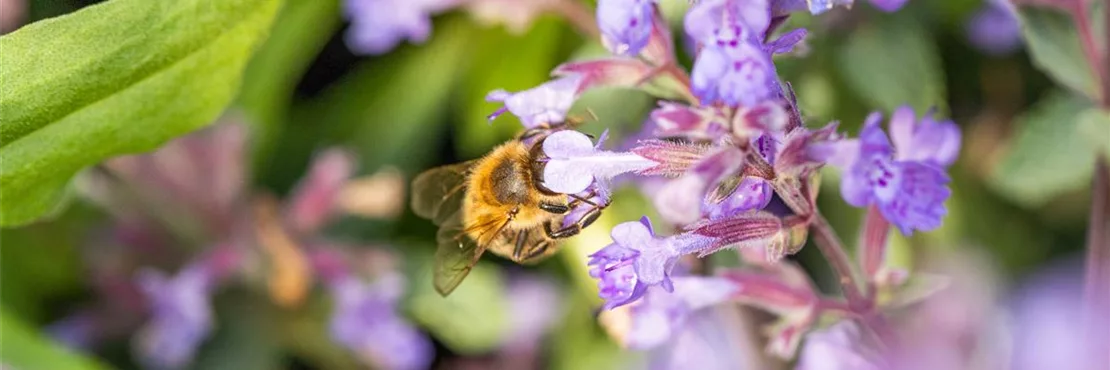 Wenn es um Bienenpflanzen geht, ist Katzenminze vorne dabei