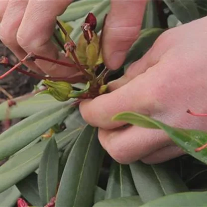 Rhododendron - Entfernen von Blütenständen