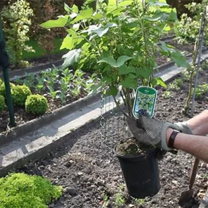 Schwarze Johannisbeeren - Einpflanzen im Garten