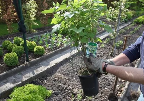 Schwarze Johannisbeeren - Einpflanzen im Garten