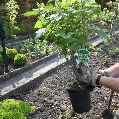 Schwarze Johannisbeeren - Einpflanzen im Garten