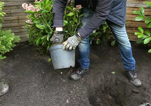 Skimmie - Einpflanzen im Garten