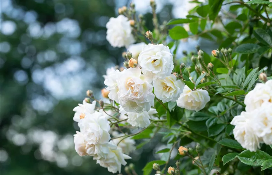 Wie Kletterrosen Hauswände, Rosenbögen und Gärten veredeln