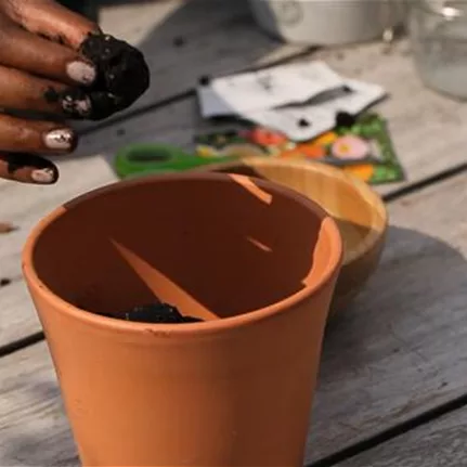 DIY Samenkugeln (Thumbnail) (DIY Samenkugeln (Thumbnail).jpg)