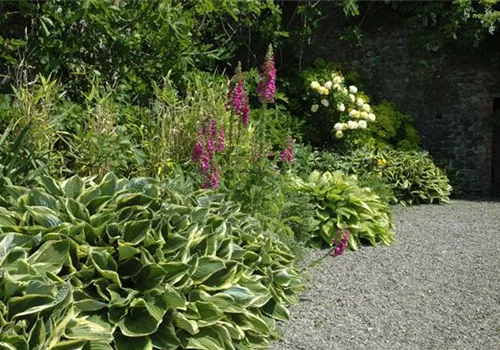 Staudenbeet im Garten – Blüten überall