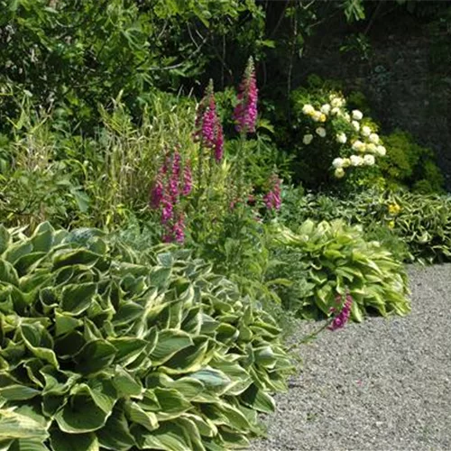 Staudenbeet im Garten – Blüten überall