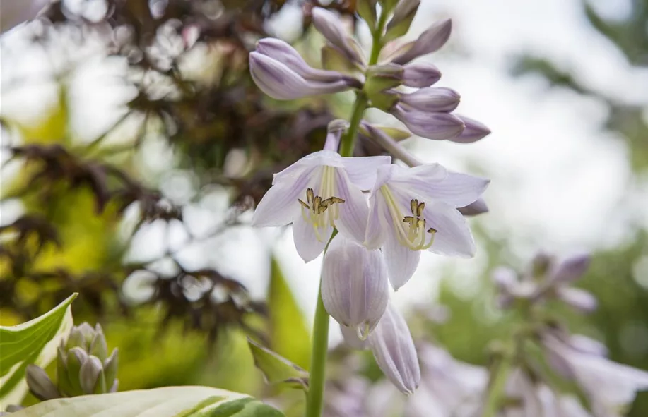 Schattenstauden haben auch hübsche Blüten