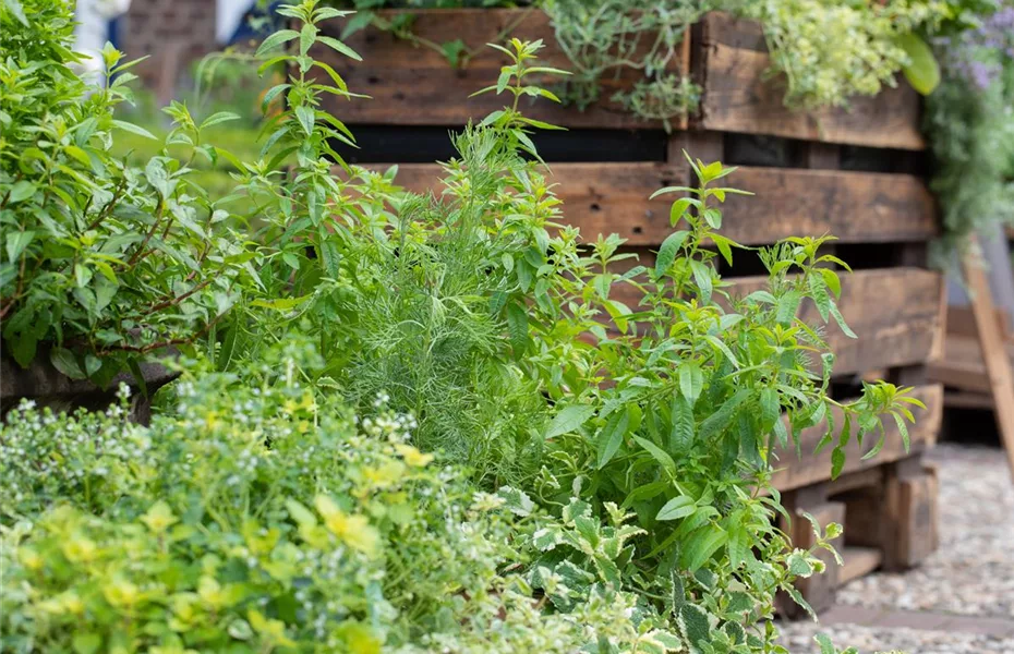 Urban Gardening - frische Bio-Kräuter auf Balkonen