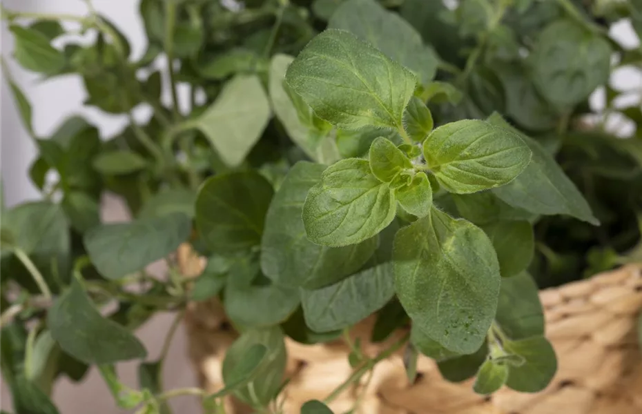 Urban Gardening - frische Bio-Kräuter auf Balkonen