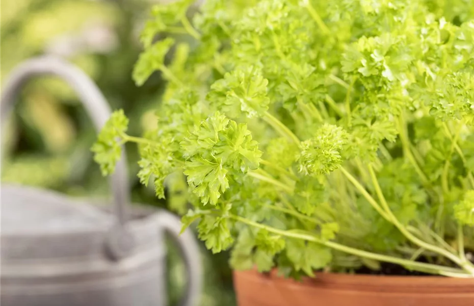 Urban Gardening - frische Bio-Kräuter auf Balkonen