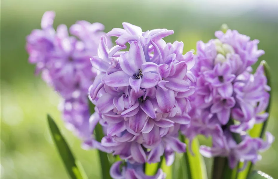 Frühlingsboten – Hyazinthe, Krokus und Co.