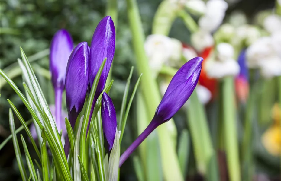 Frühlingsboten – Hyazinthe, Krokus und Co.