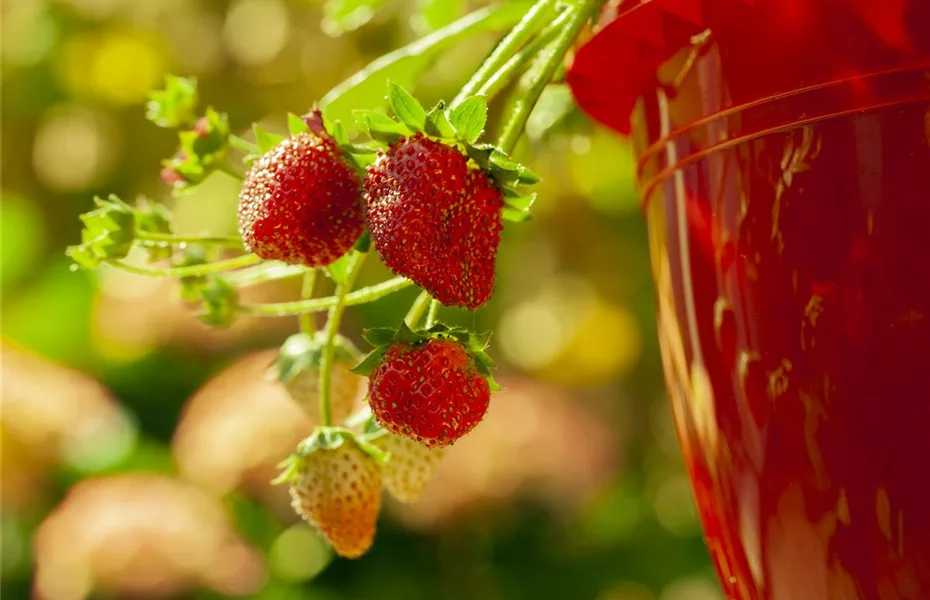 Erdbeeren – rot, rund und richtig lecker!