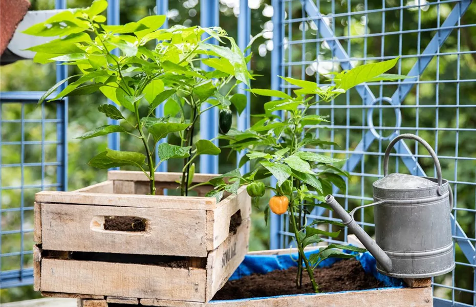 Urban Gardening: Garten trotz wenig Platz