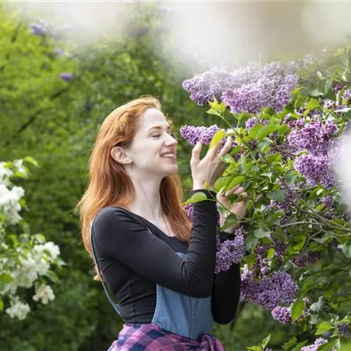 Bäume und Sträucher als Alternative für Blumenbeete