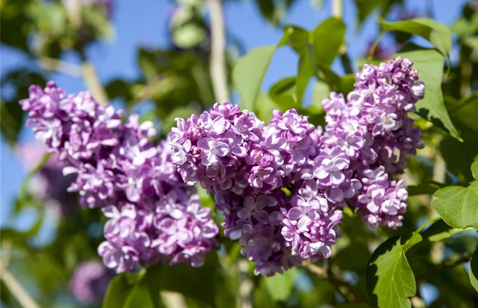 Bäume und Sträucher als Alternative für Blumenbeete