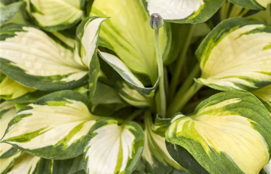 Blattschmuckpflanzen machen Blüten Konkurrenz