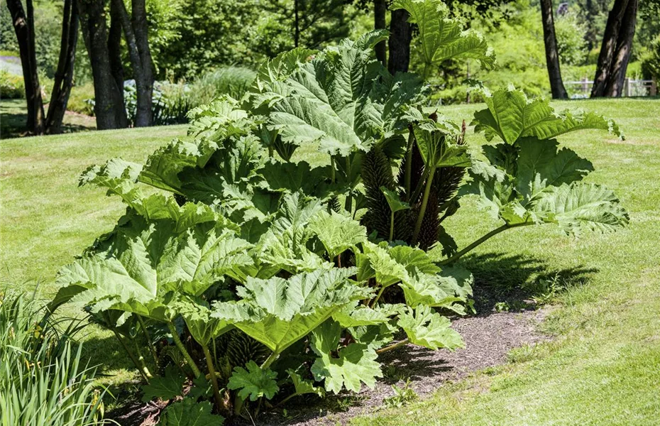 Blattschmuckpflanzen machen Blüten Konkurrenz