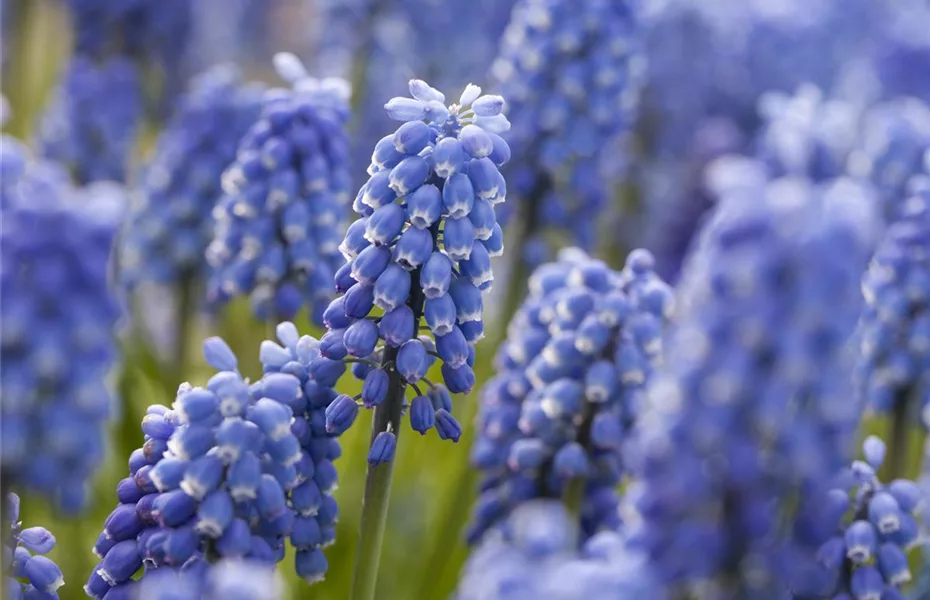 Durch Blumenzwiebeln kommt Farbe ins Spiel!