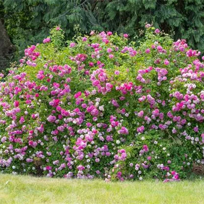 Historische Rosen – Schönheit mit einer langen Geschichte