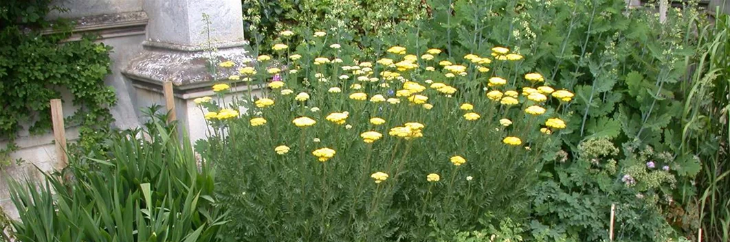 Achillea filipendulina (GS614789.jpg)