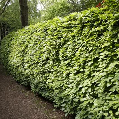 Schnellwachsende Heckenpflanzen 