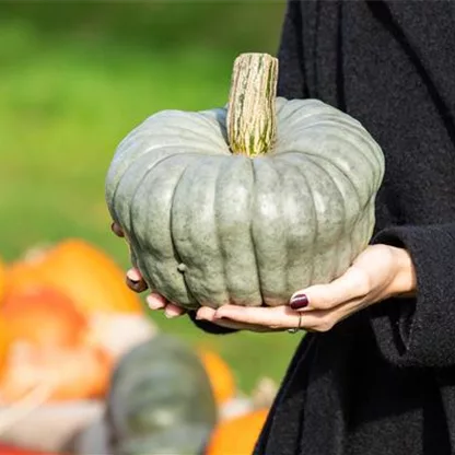 Frisches Gemüse aus eigenem Garten punktet