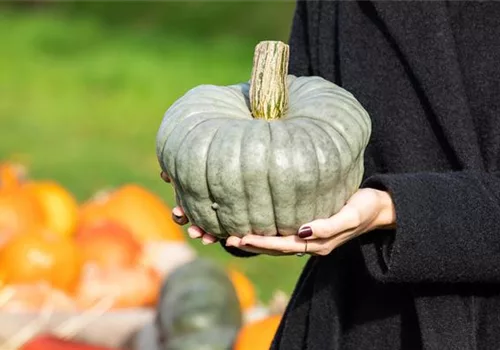 Frisches Gemüse aus eigenem Garten punktet