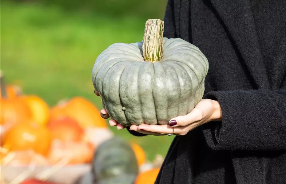 Frisches Gemüse aus eigenem Garten punktet