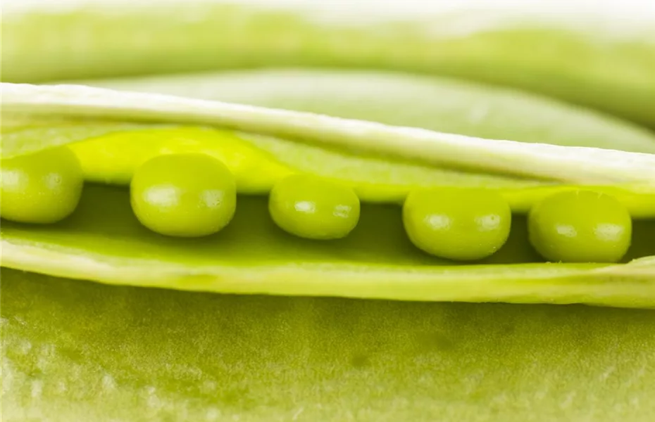 Frisches Gemüse aus eigenem Garten punktet